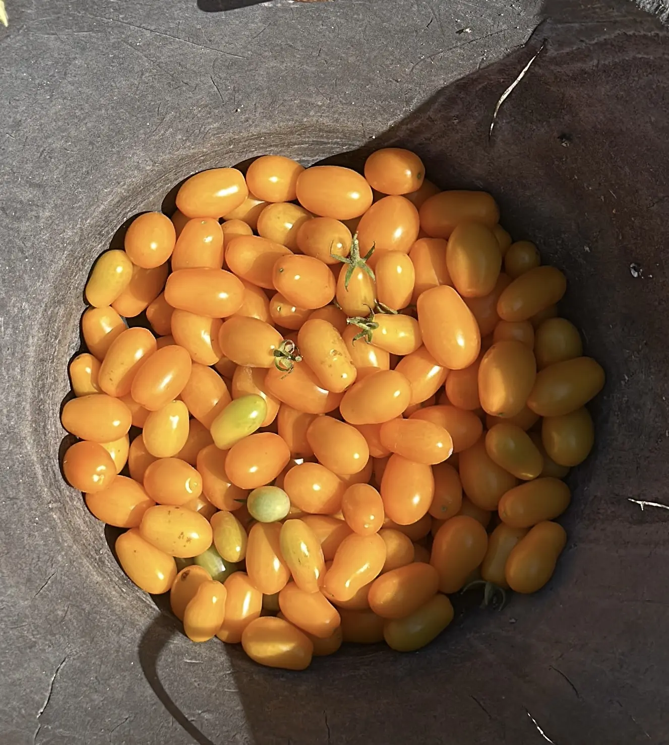 Orto biologico Le Querce, foto 1