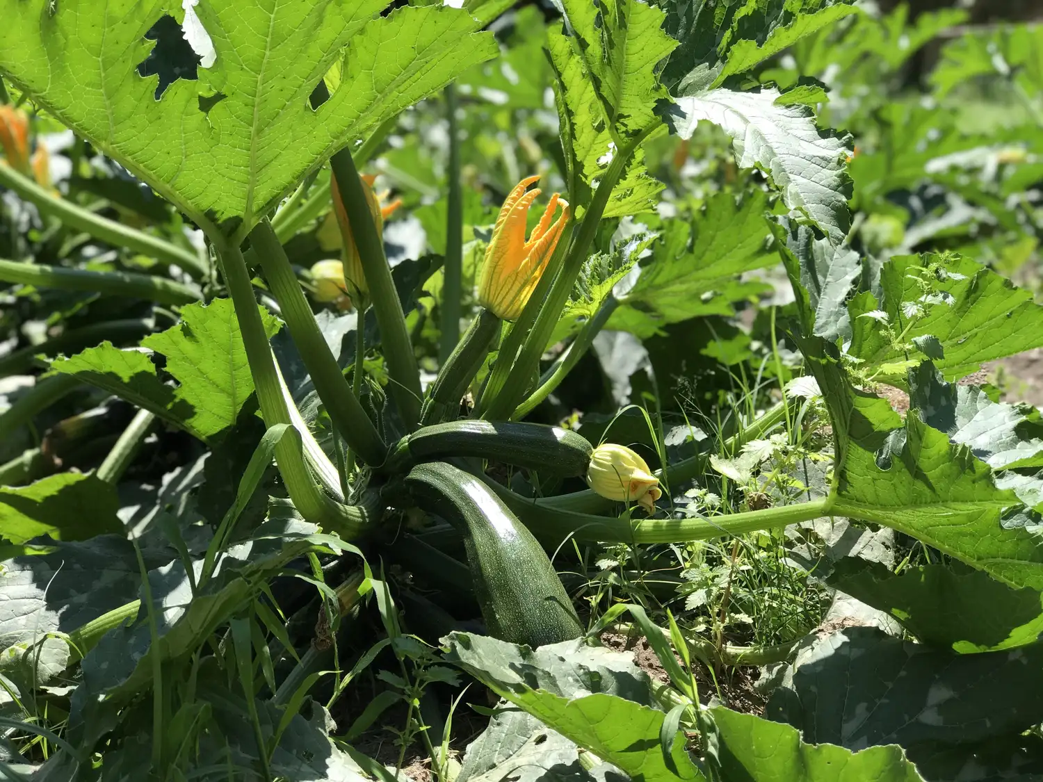 Orto biologico Le Querce, foto 9