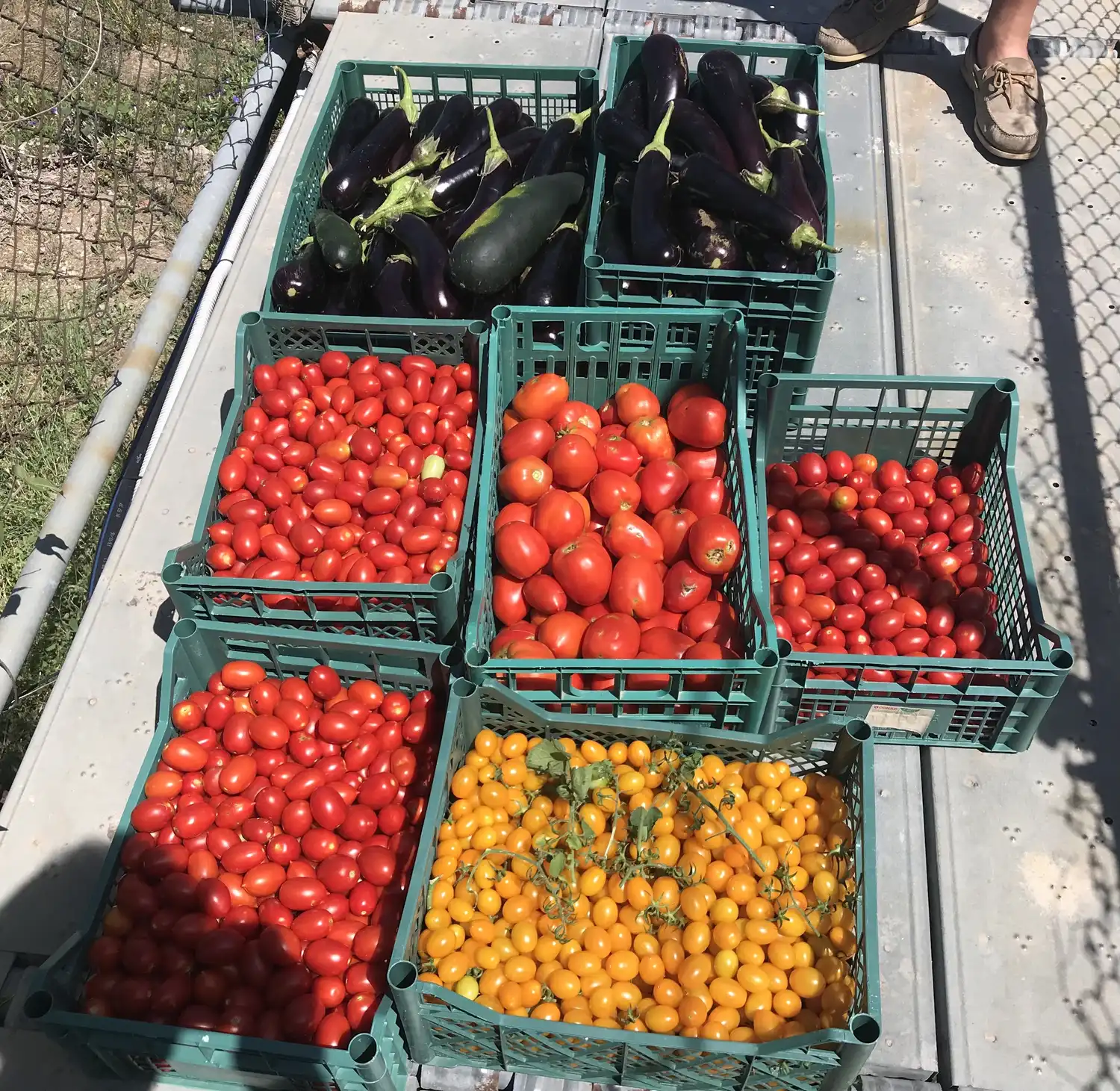 Orto biologico Le Querce, foto 12
