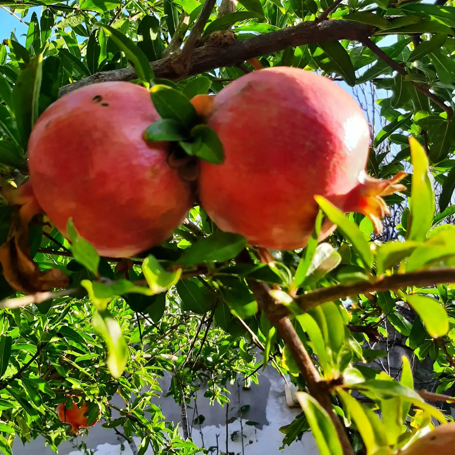Orto biologico Le Querce, foto 2
