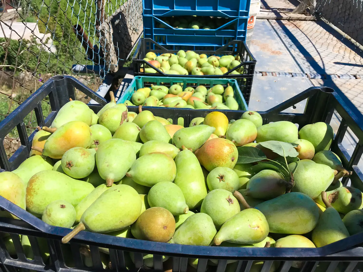 Orto biologico Le Querce, foto 5