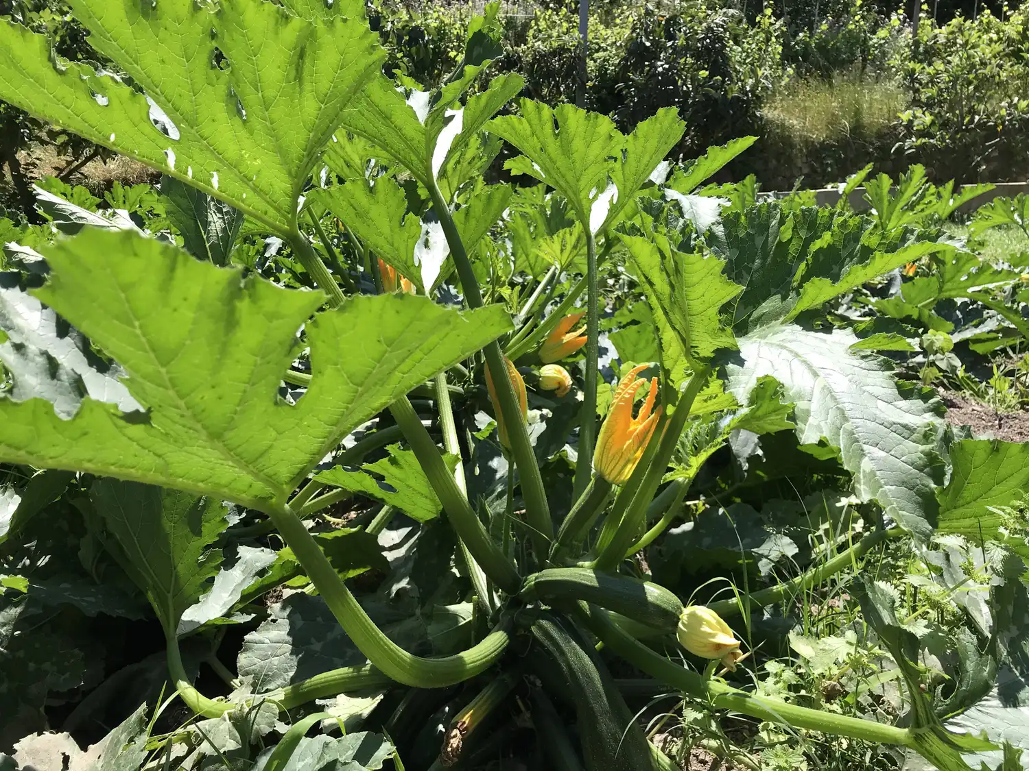 Orto biologico Le Querce, foto 8